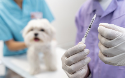 Szczepienia psów i kotów przeciwko chorobom zakaźnym